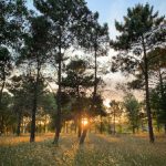 尊皇文化的深厚底蕴与历史传承探讨 syk7y1