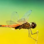 尊爵品味:探索奢华与简约的完美结合 szr00vi5wv