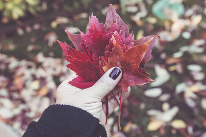巴比伦平台的未来发展趋势与市场潜力分析