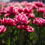 1976年全年完整开奖记录统计与回顾 2wtpx290do