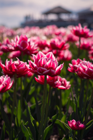 1976年全年完整开奖记录统计与回顾 1976年全年完整开奖记录统计与回顾