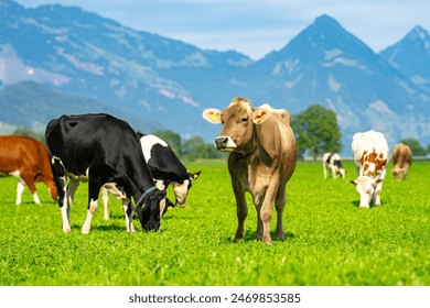 1986年福利彩票开奖结果完整历史数据查询 1986年福利彩票开奖结果完整历史数据查询