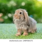 1995年香港开奖历史回顾与重要时刻全记录 q287d51